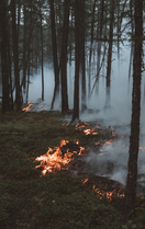 Das Bild zeigt einen Waldbrand
