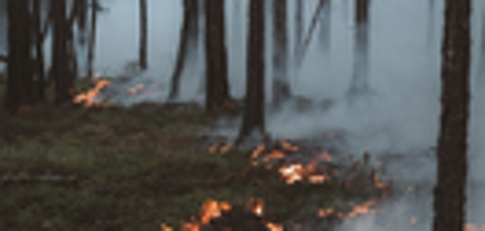 Das Bild zeigt einen Waldbrand Das Bild zeigt einen Waldbrand